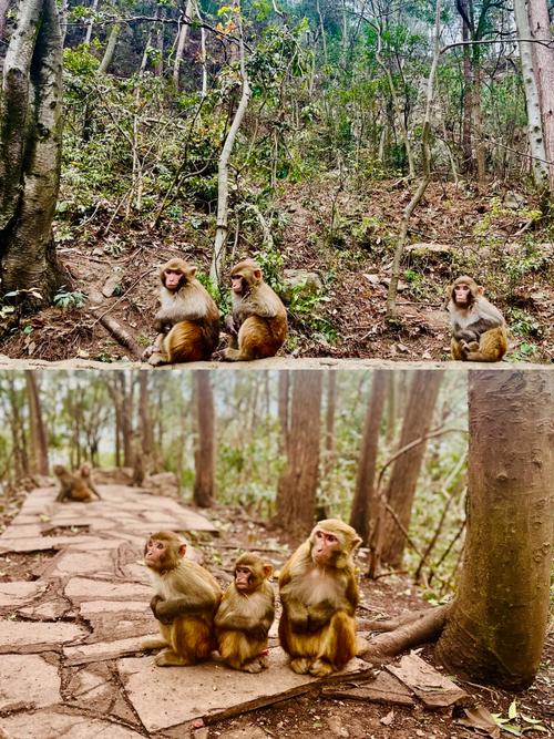 新澳2025今晚特马开奖,典解版新正实-新版和车钥匙逗猴被猴抢走与猴子车钥匙