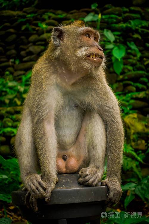新澳天天开奖资料大全正版和车钥匙逗猴被猴抢走与猴子车钥匙