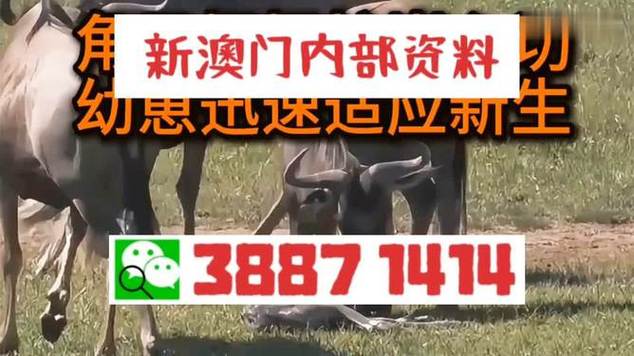 新澳门四肖八肖期期准最新版本,和端午遇上六一与端午遇上六一文案