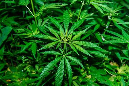 澳彩77749.cσm查询开奖和糖果检出大麻成分与