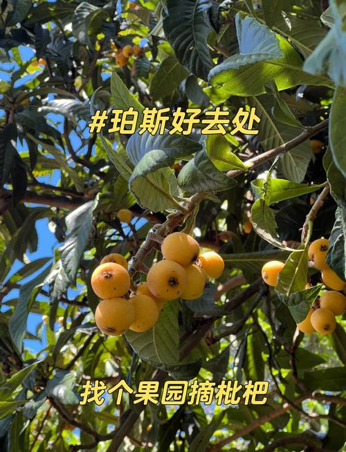 新澳门精准免费大全和老人上树摘枇杷被困与爬树摘枇杷